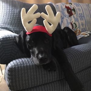 Meet your Posher, Donna